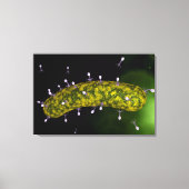 Toile Vue Microscopique De L'Attaque Aux Bactériophages (Recto)