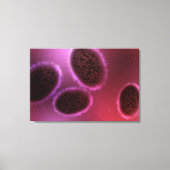 Toile Vue Microscopique De Samllpox 2 (Recto)