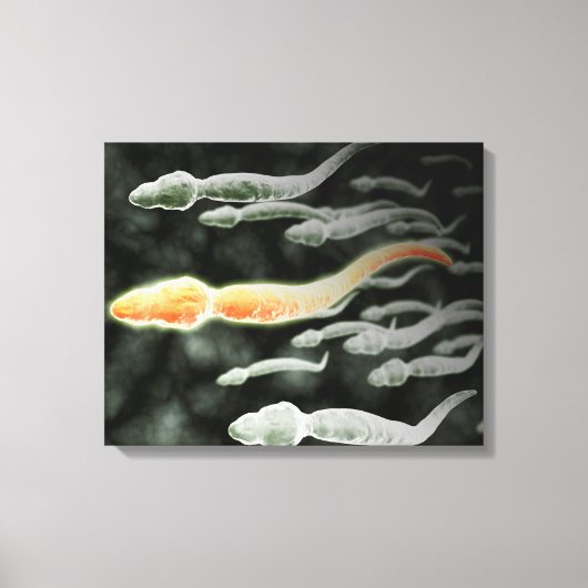 Toile Vue Microscopique De Sperm Voyageant (Recto)