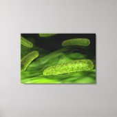 Toile Vue Microscopique Des Bactéries 1 (Recto)