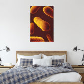 Toile Vue Microscopique Des Bactéries 3 (Insitu(Chambre))