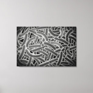 Toile Vue Microscopique Des Bactéries Bactériennes
