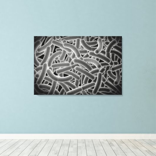 Toile Vue Microscopique Des Bactéries Bactériennes (Insitu (Plancher de Bois))