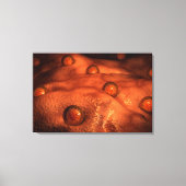 Toile Vue Microscopique Des Ovules (Recto)