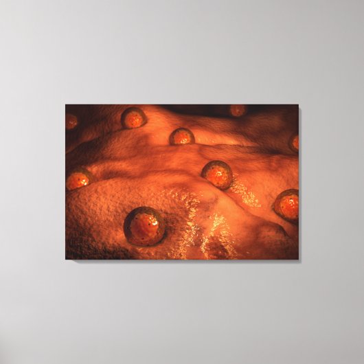 Toile Vue Microscopique Des Ovules (Recto)
