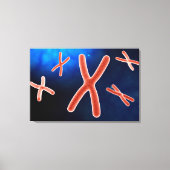 Toile Vue Microscopique Du Chromosome 1 (Recto)