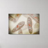 Toile Vue Microscopique Du Paramètre 1 (Recto)