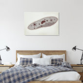Toile Vue Microscopique Du Paramètre 3 (Insitu(Chambre))