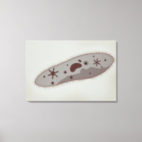 Vue Microscopique Du Paramètre 3