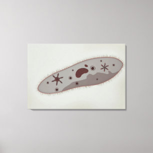Toile Vue Microscopique Du Paramètre 3