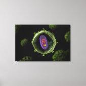 Toile Vue Microscopique Du Virus Du VIH, Section Transve (Recto)