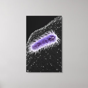 Toile Vue microscopique d'une cellule de pylores de