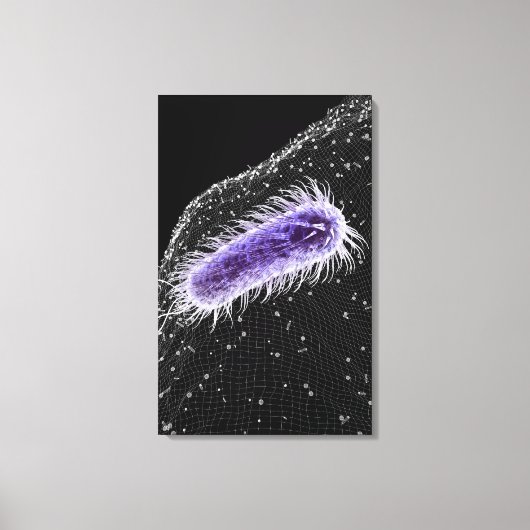 Toile Vue microscopique d'une cellule hélicobacter pylor (Recto)