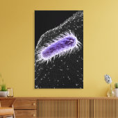 Toile Vue microscopique d'une cellule hélicobacter pylor (Insitu(Salon))