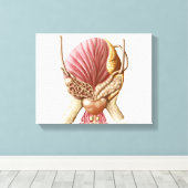 Toile Vue Postérieure De La Vessie Urinaire (Insitu (Plancher de Bois))