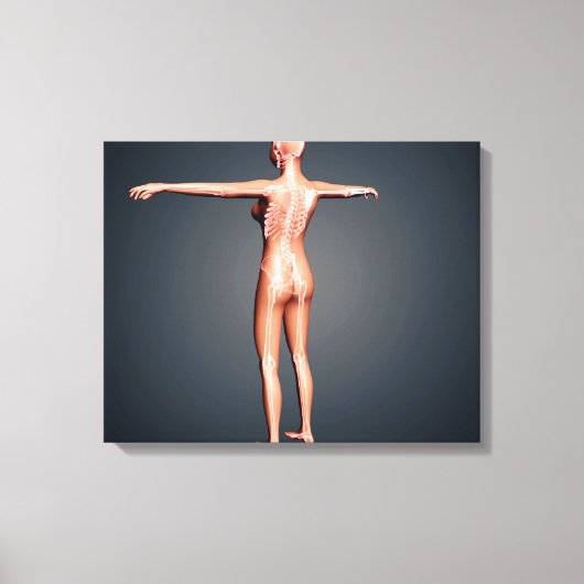 Toile Vue Précédente Du Corps Féminin Avec Système Squel (Recto)