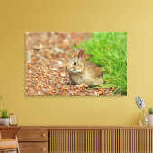 Toile WA, Redmond, lapin bébé à queue blanche (Insitu(Salon))