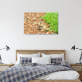 Toile WA, Redmond, lapin bébé à queue blanche (Insitu(Chambre))