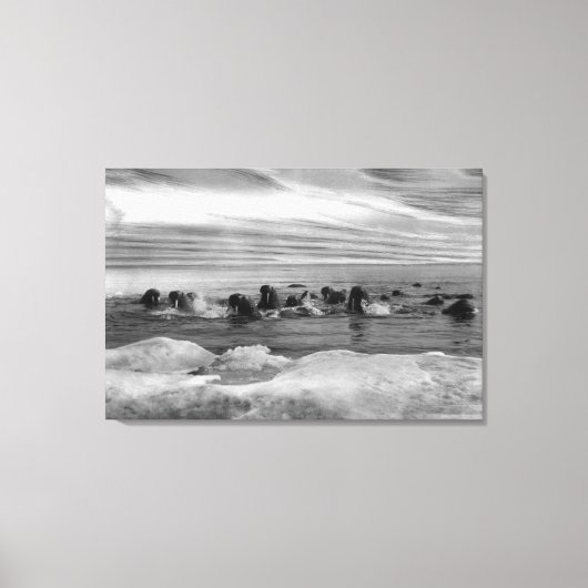 Toile Walrus parmi les floes de glace dans la mer de Bér (Recto)