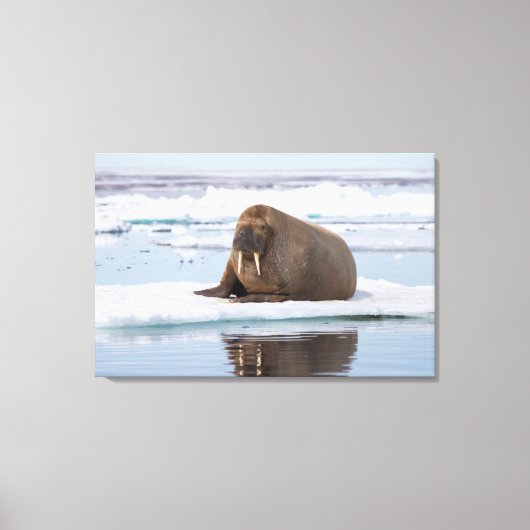 Toile Walrus resting on ice, Norway (Recto)