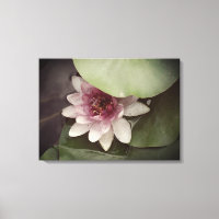 Water Lilly, Lotus Photographie Mur Art