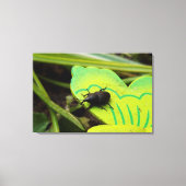 Toile Weharm, Beetles, Curculionoidea, Bug (Recto)