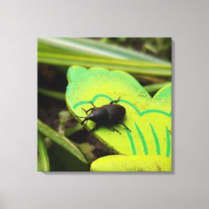 Toile Weharm, Beetles, Curculionoidea, Bug