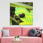 Toile Weharm, Beetles, Curculionoidea, Bug (Insitu(Salon))