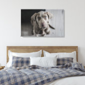 Toile Weimaraner (Insitu(Chambre))