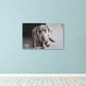 Toile Weimaraner (Insitu (Plancher de Bois))