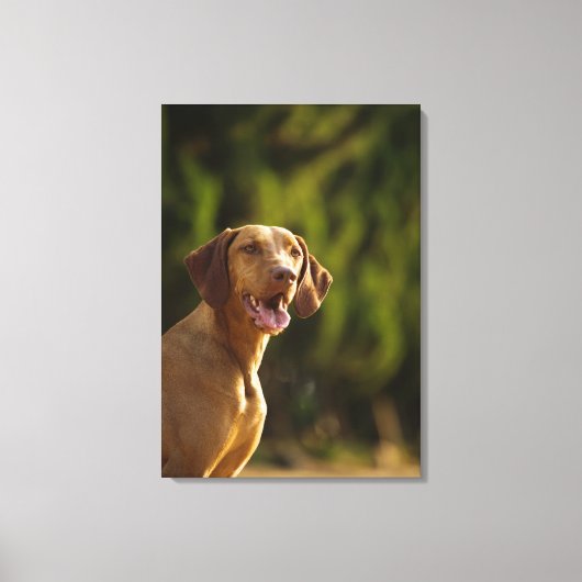Toile Weimaraner 3 (Recto)