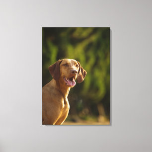 Toile Weimaraner 3