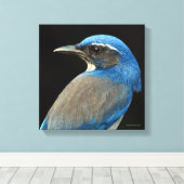 Toile Western Scrub Jay (Insitu (Plancher de Bois))