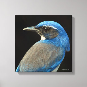 Toile Western Scrub Jay