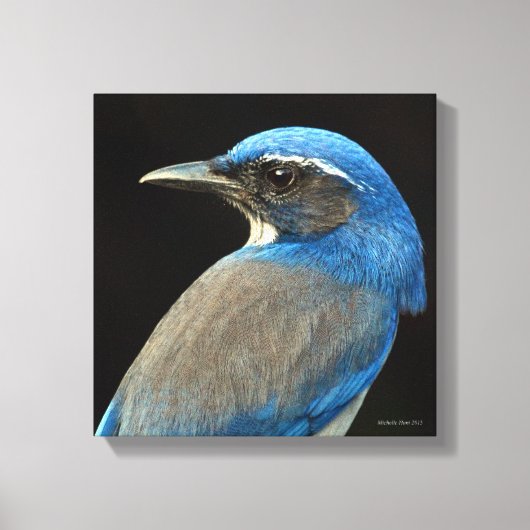 Toile Western Scrub Jay (Recto)