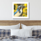 Toile Western Scrub Jay (Insitu(Chambre))