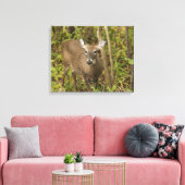 Toile White Tailed (Insitu(Salon))