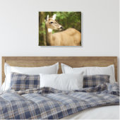 Toile White Tailed (Insitu(Chambre))