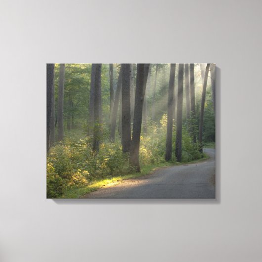 Toile Wilderness Drive, parc d'État d'Itasca, (Recto)
