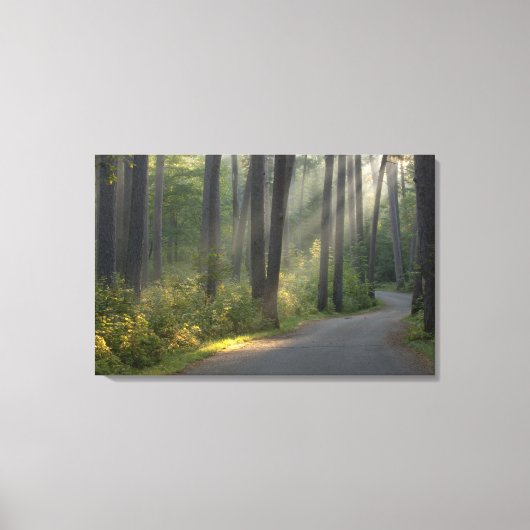 Toile Wilderness Drive, parc d'État d'Itasca, (Recto)