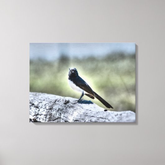 TOILE WILLIE WAGTAIL SUR LA FENÊTRE RURALE DE QUÉENSLAND (Recto)