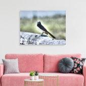 TOILE WILLIE WAGTAIL SUR LA FENÊTRE RURALE DE QUÉENSLAND (Insitu(Salon))