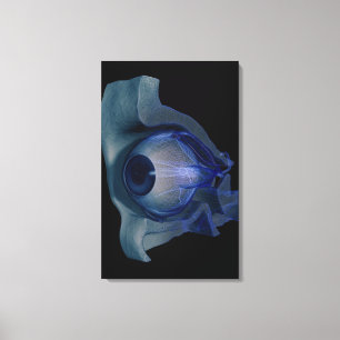 Toile wireframe 3d des muscles d'oeil dans une orbite