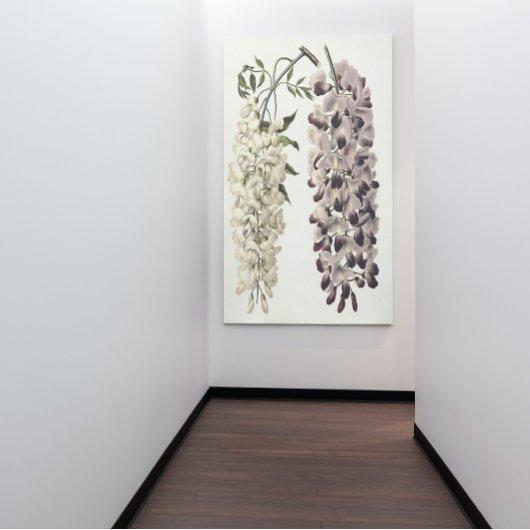 Toile Wisteria Sinensis Art Botanique Isolé Sur Blanc