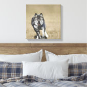 Toile Wolf (Canis Lupus) Courir Vers La Caméra (Insitu(Chambre))