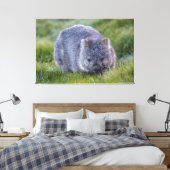 Toile Wombat Animal Faune Tasmanie Australie Vert (Insitu(Chambre))