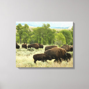 Toile Wyoming Bison Nature Animal Photographie