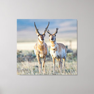 Toile Wyoming, comté de Sublette, mâles Pronghorn