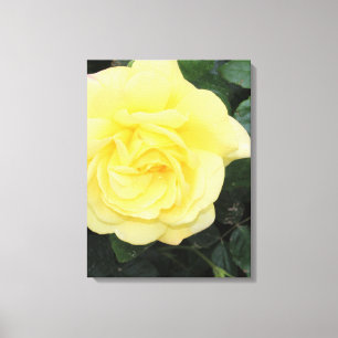 Toile Yello Rose