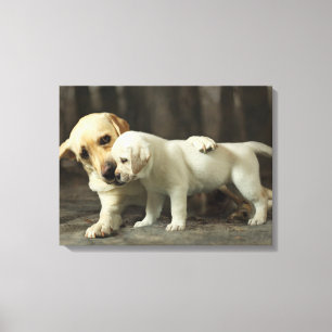 Toile Yellow Labrador Retriever
